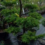 Borievka prostredná (Juniperus x Media) ´PFITZERIANA AUREA´ (-30°C) 170-200cm, kont. C35L - BONSAJ